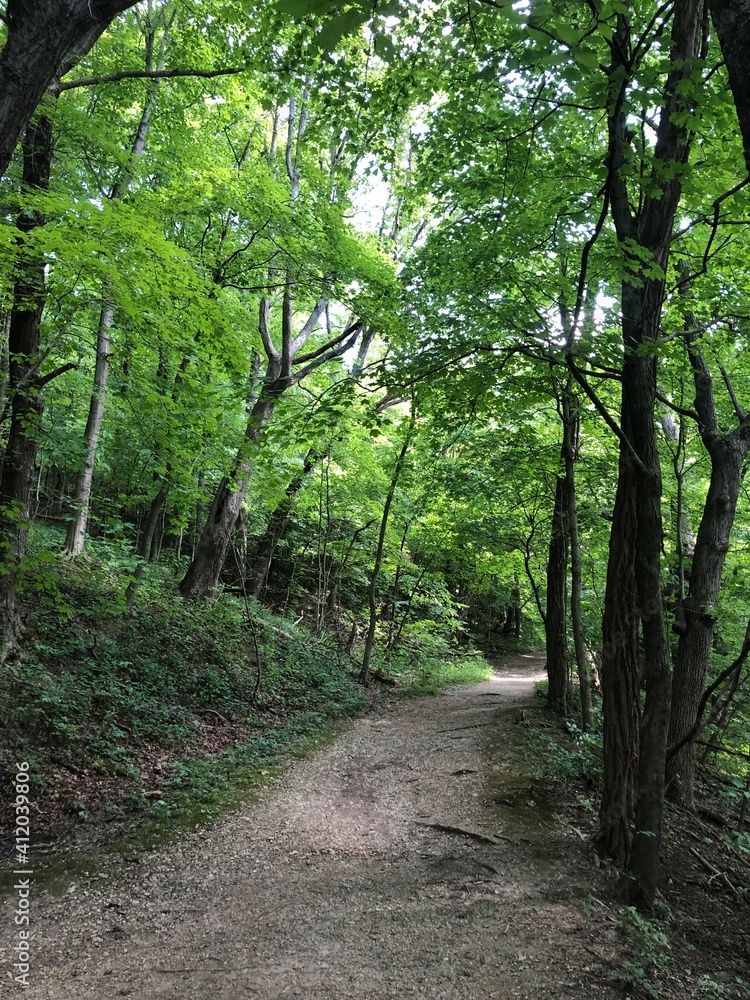 Fototapeta premium path in the forest