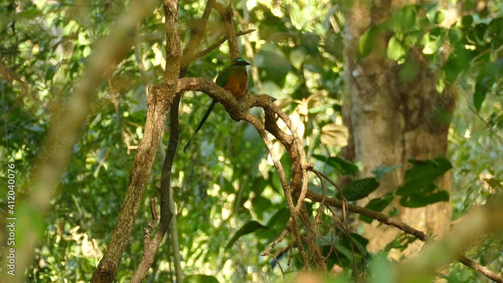 Tropical lonely bee-eater clean its feathers distance view front Tropical lonely bee-eater clean its feathers distance view front