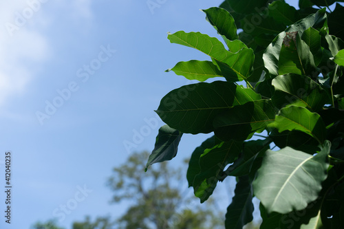 Green leaves foliage bush against the sky