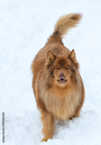 close up on dog in the winter snow © nd700