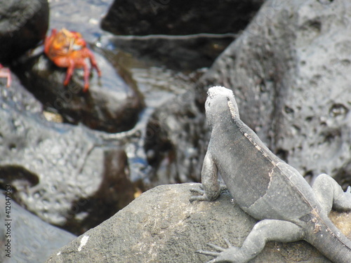 Iguana seeing crab in the rocks