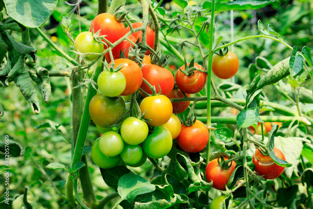 Ripe tomatoes on a farm in North China Ripe tomatoes on a farm in North China