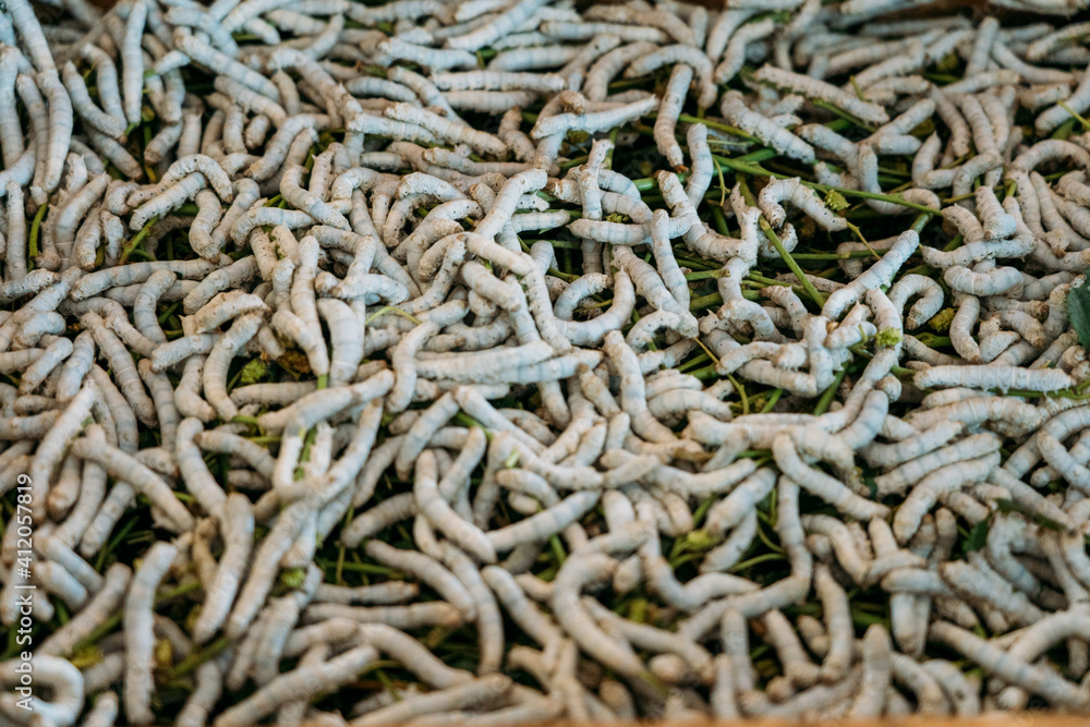 Pile of silk worms crawl in box with green plants to eat. Pile of silk worms crawl in box with green plants to eat.