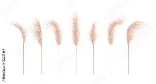 Pampas grass collection. Floral ornament elements in boho style. Vector illustration isolated on white background. Trendy design for wedding invitations, postcards, interior or flower arrangements. photo