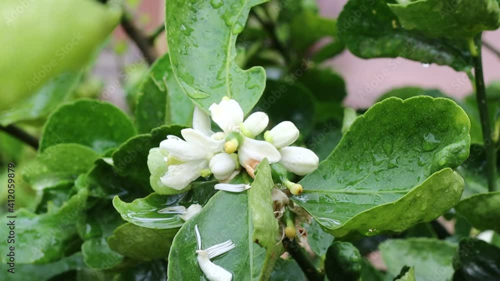 Lemon blossom flower with green leaves on branches on tree concept lemon blossoms and sour lime plant Lemon blossom flower with green leaves on branches on tree concept lemon blossoms and sour lime plant