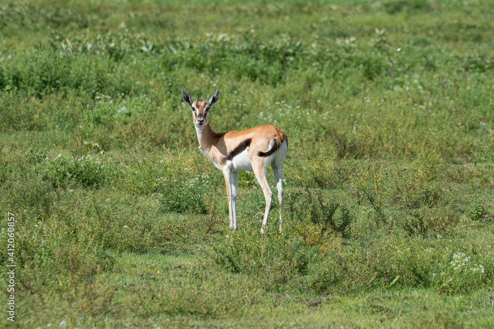 A young Thomson's gazelle in field. A young Thomson's gazelle in field.