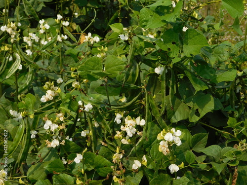 Lablab purpureus (Hyacinth bean, Dolichos bean, Seem bean, Lablab bean, Australian pea) ; Fresh pods on trunk, green and crimson, flat, long, curled with end nip. photo