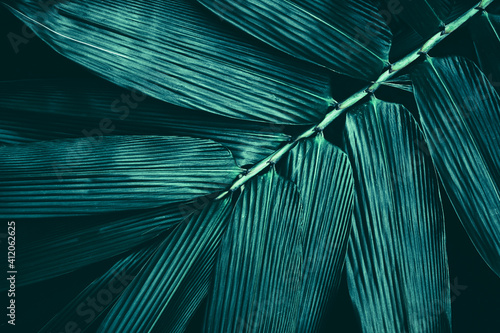 bamboo leaves texture, dark abstract background © pernsanitfoto