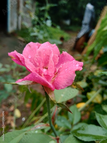 Pink rose with a natural background