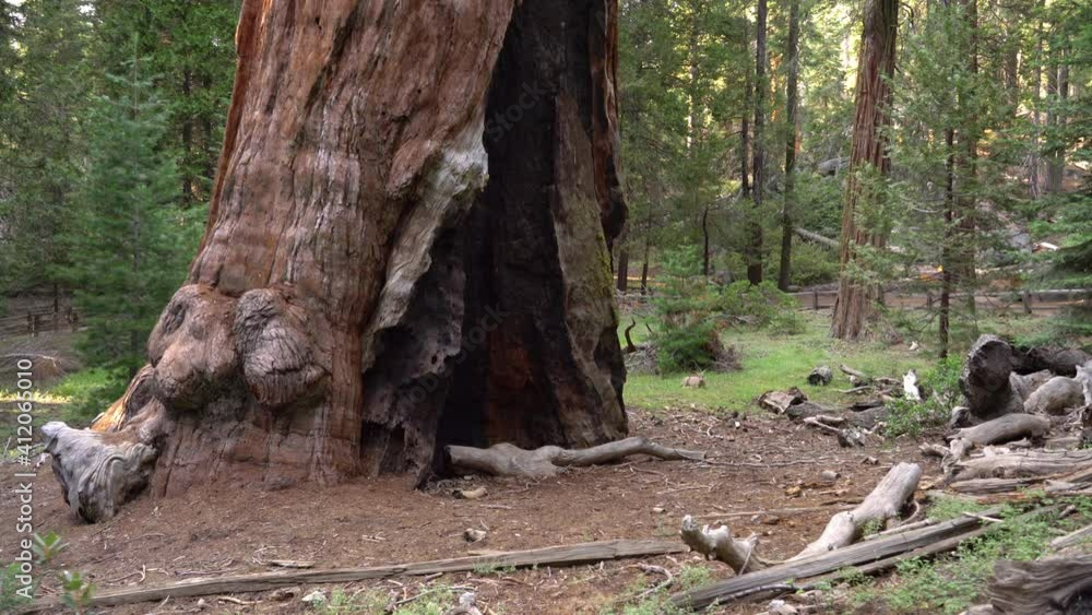 General Grant Tree In Sequoia And Kings Canyon National Park Deer 7 General Grant Tree In Sequoia And Kings Canyon National Park Deer 7
