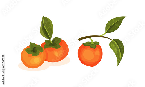 Ripe Persimmon Fruit Hanging on Tree Branch Vector Set