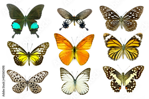 Collection of colored butterflies isolated on white © Akmalism
