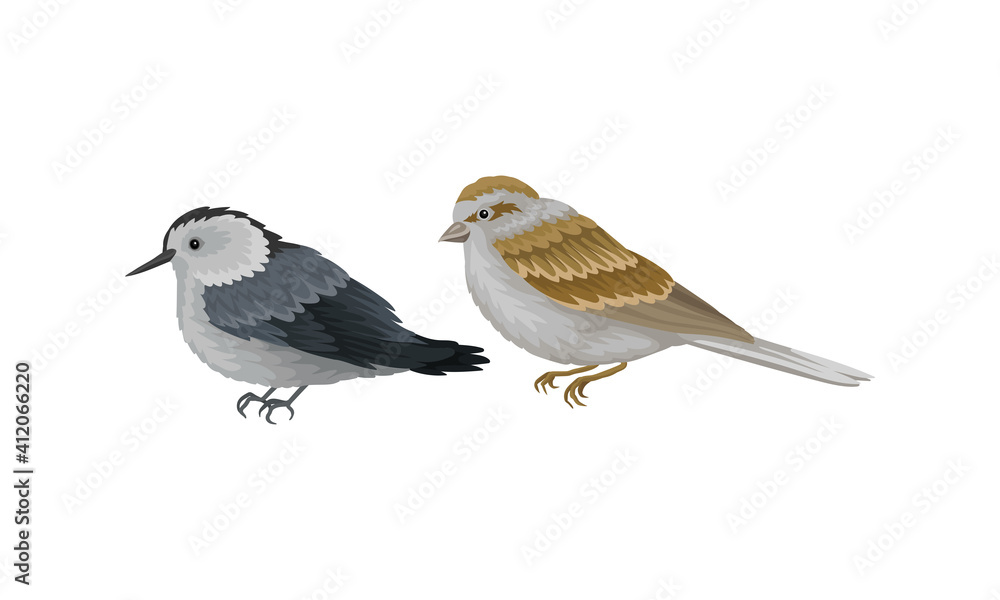 Feathered Birds or Aves as Warm-blooded Flying Creatures Vector Set