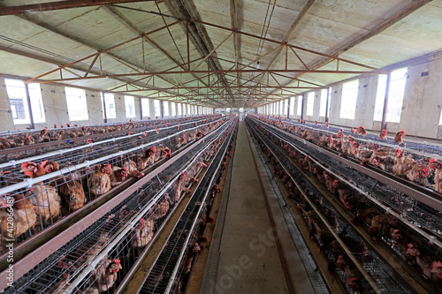 Laying hens in cages in a farm, North China