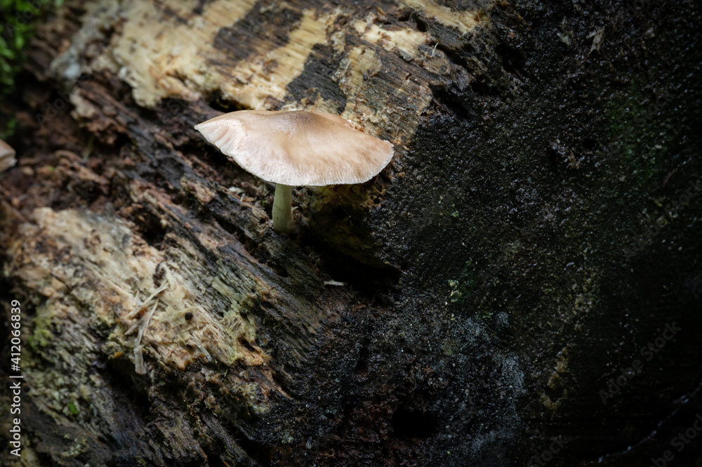 Fototapeta premium Mushroom Fungus on a Dead Decaying Tree