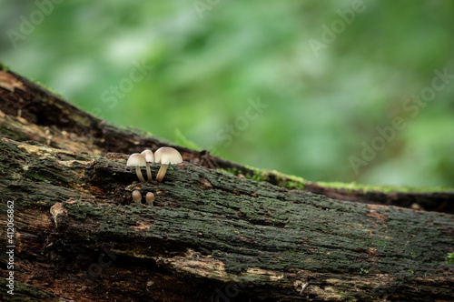 Mushrooms on a Fallen Tree