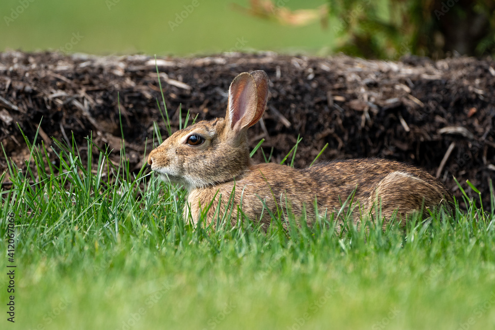 Fototapeta premium Rabbit in the Backyard