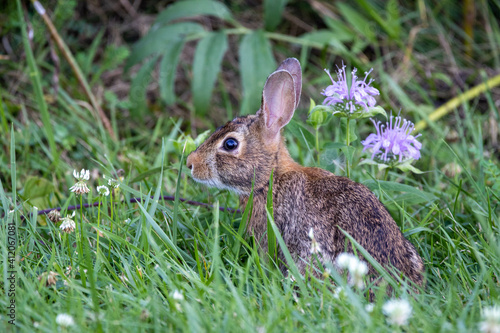 Rabbit in the Grass © World Travel Photos
