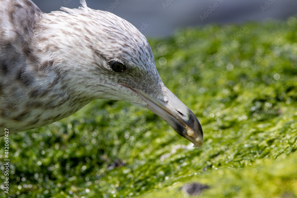 Obraz premium Seagull Eating a Crab
