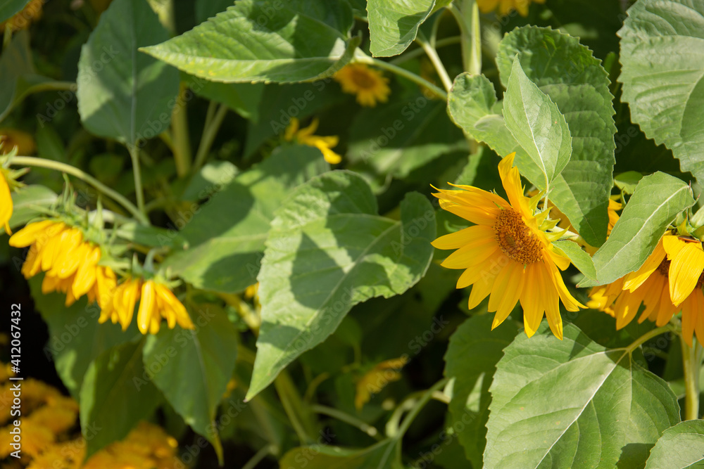 Sunflower blooming under sunlight in the garden Sunflower blooming under sunlight in the garden
