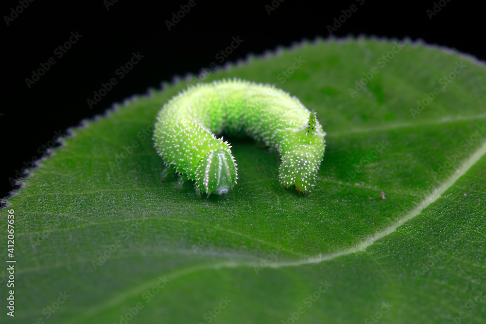 Fototapeta premium Moth larvae live on wild plants in North China