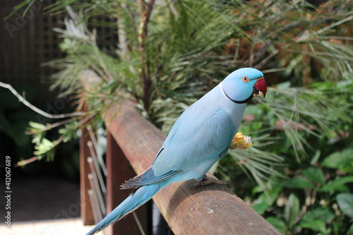 Blue Indian Ringneck Parrot sitting on a fence at Kurunda photo