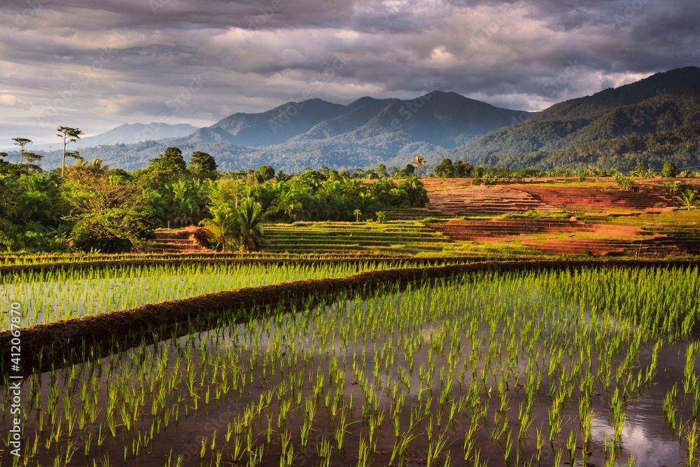 panoramic views of the rice fields with the reflection of the sky on the water and the rice fields