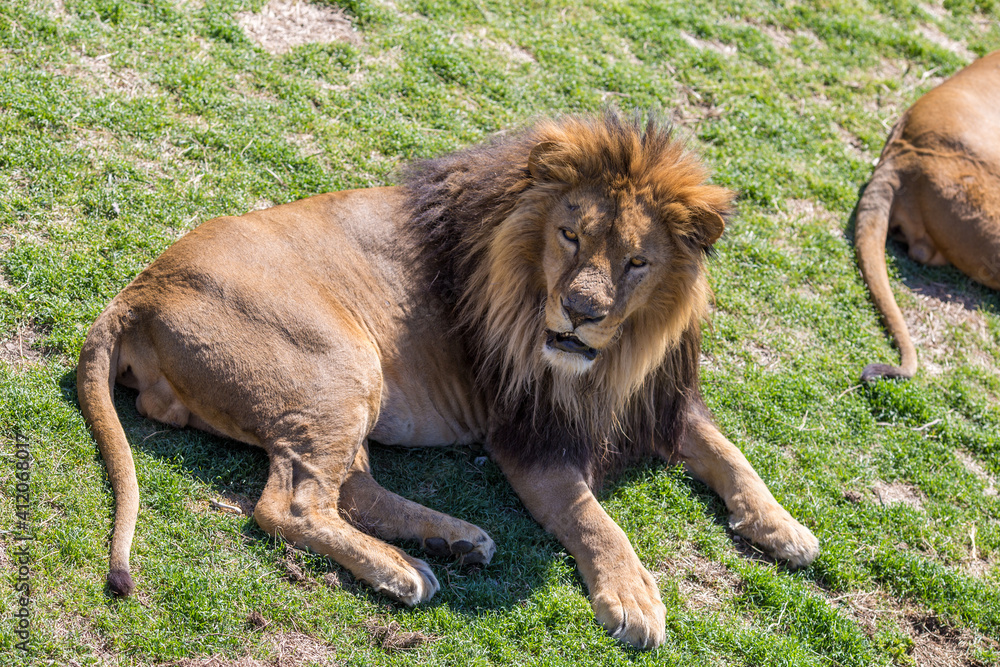 Lion male lying in the green grass. Lion male lying in the green grass.