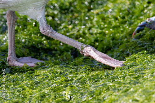 Φωτογραφία Webbed Seagull Feet