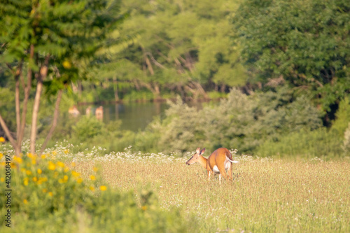 White Tailed Deer in Pasture