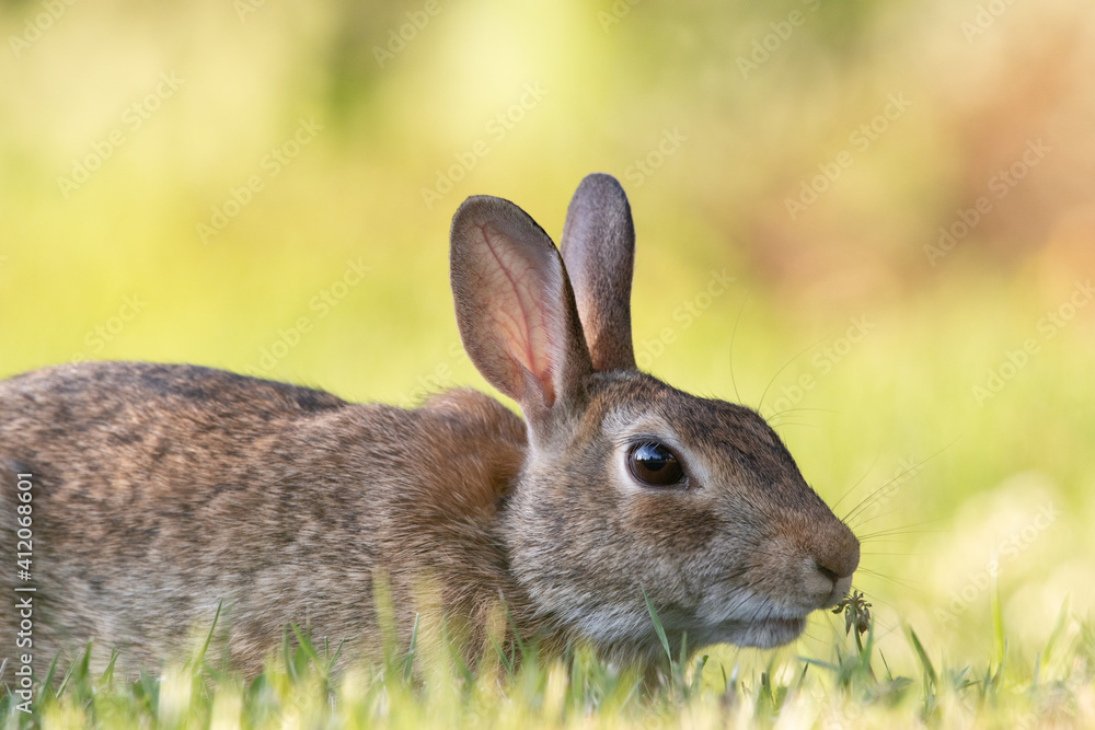 Fototapeta premium Wild Rabbit in the Grass