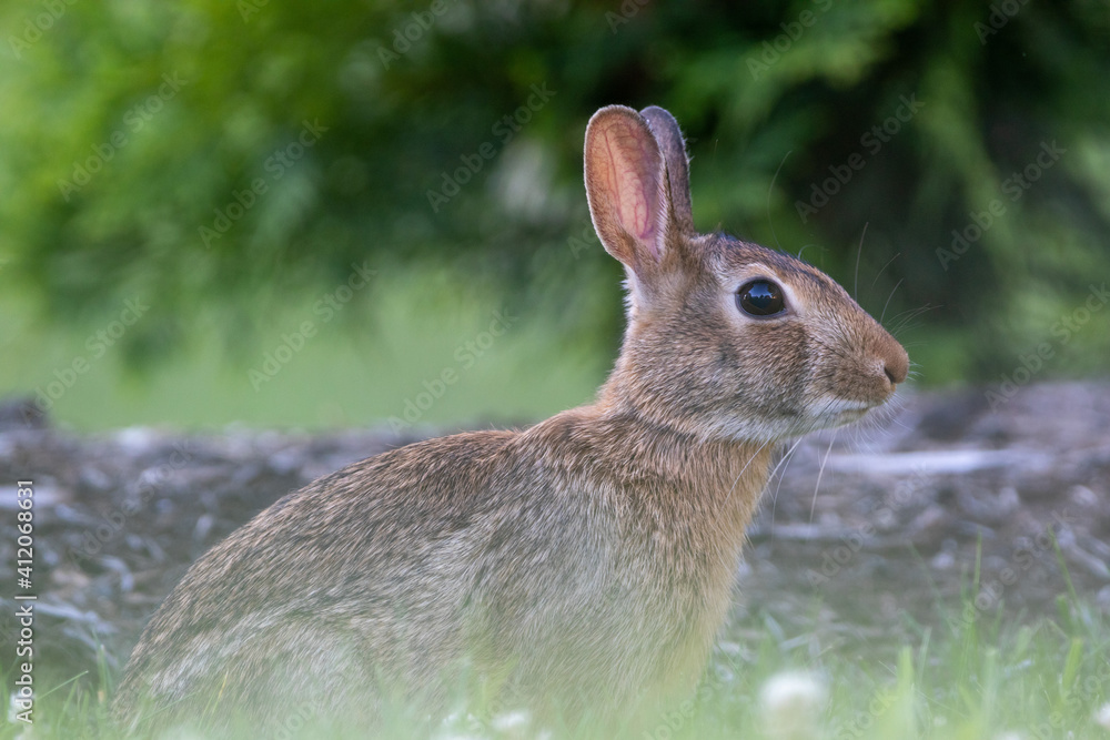 Naklejka premium Wild Rabbit in the Grass
