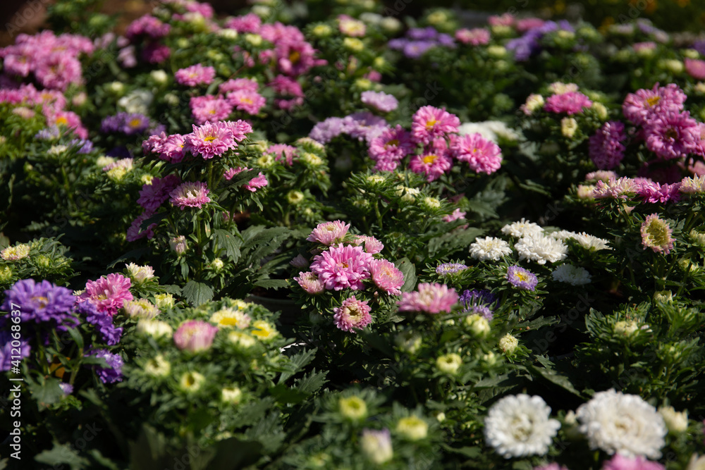 White, purple and pink chrysanthemum in garden under sunlight . A bouquet of chrysanthemums. Chrysanthemum Flower.