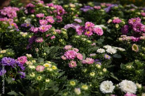 White, purple and pink chrysanthemum in garden under sunlight . A bouquet of chrysanthemums. Chrysanthemum Flower.