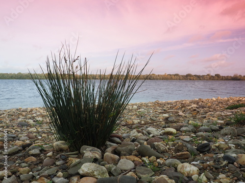 Wasserbinse am Auesee in Wesel photo