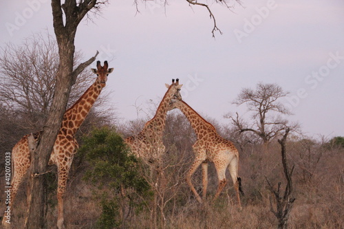 Giraffe, Kapama Private Game Reserve, South Africa.