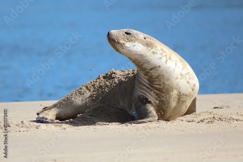 Juvenile NZ Sea Lion sleep on the beach disturbed by flies
