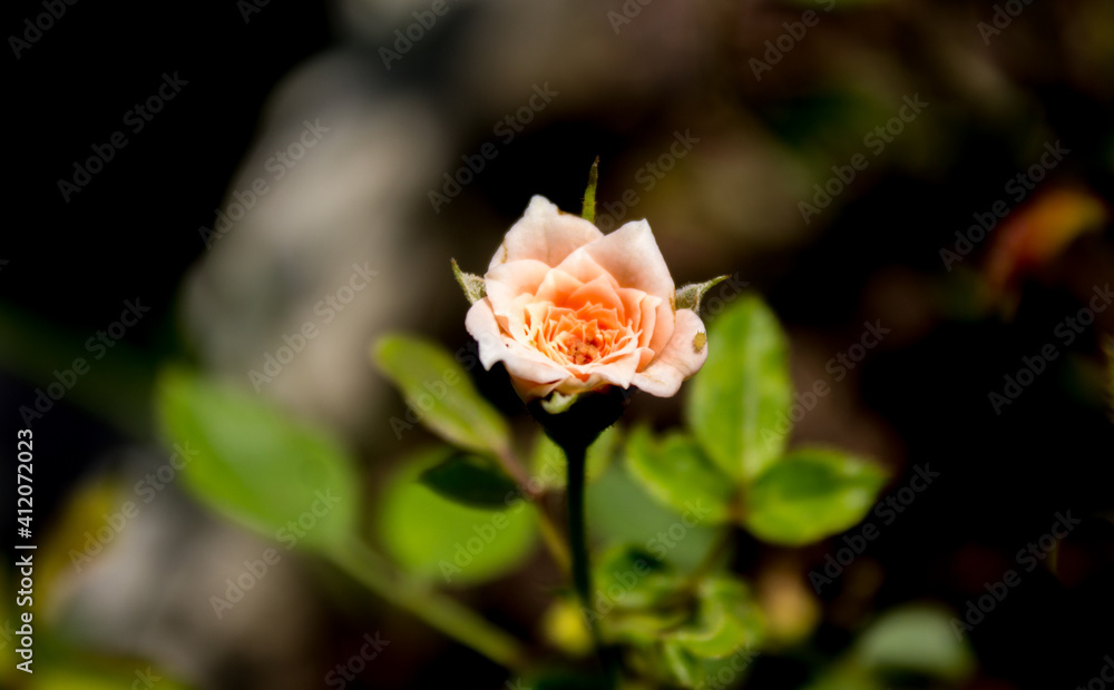 Beautiful roses in the backyard, perfect for Valentine's Day.beautiful orange flower Beautiful roses in the backyard, perfect for Valentine's Day.beautiful orange flower