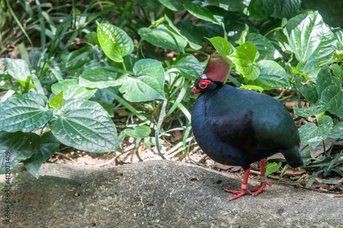 A male crested partridge (Rollulus rouloul), a gamebird in the pheasant family Phasianidae of the order Galliformes. The male is metallic green above with glossy dark blue underparts. photo