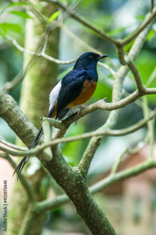 The white-rumped shama (Copsychus malabaricus) is a small passerine bird of the family Muscicapidae. Native to densely vegetated habitats in the Indian subcontinent and Southeast Asia The white-rumped shama (Copsychus malabaricus) is a small passerine bird of the family Muscicapidae. Native to densely vegetated habitats in the Indian subcontinent and Southeast Asia