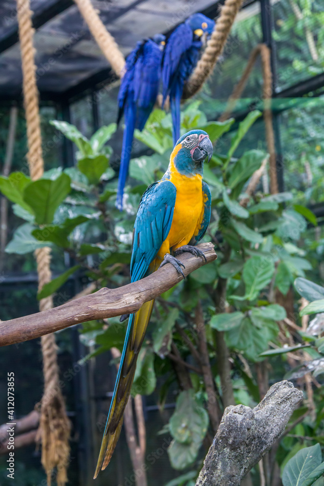 The blue-throated macaw (Ara glaucogularis; previously Ara caninde) is a macaw endemic to a small area of north-central Bolivia.
This species was designated by law as a natural patrimony of Bolivia. The blue-throated macaw (Ara glaucogularis; previously Ara caninde) is a macaw endemic to a small area of north-central Bolivia.
This species was designated by law as a natural patrimony of Bolivia.