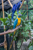 The blue-throated macaw (Ara glaucogularis; previously Ara caninde) is a macaw endemic to a small area of north-central Bolivia. 
This species was designated by law  as a natural patrimony of Bolivia.