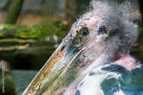 The closeup image of marabou stork (Leptoptilos crumenifer). 
A large wading bird in the stork family Ciconiidae. It breeds in Africa south of the Sahara, in both wet and arid habitats.