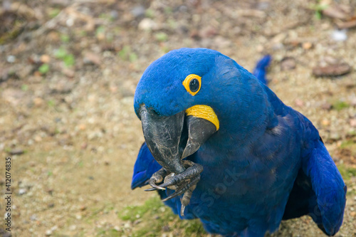 The hyacinth macaw is a parrot native to central and eastern South America. It is the largest macaw and the largest flying parrot species.  The tail is long and pointed.Its feathers are entirely blue. © Danny Ye