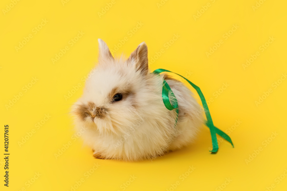 Cute fluffy rabbit with ribbon on color background Cute fluffy rabbit with ribbon on color background
