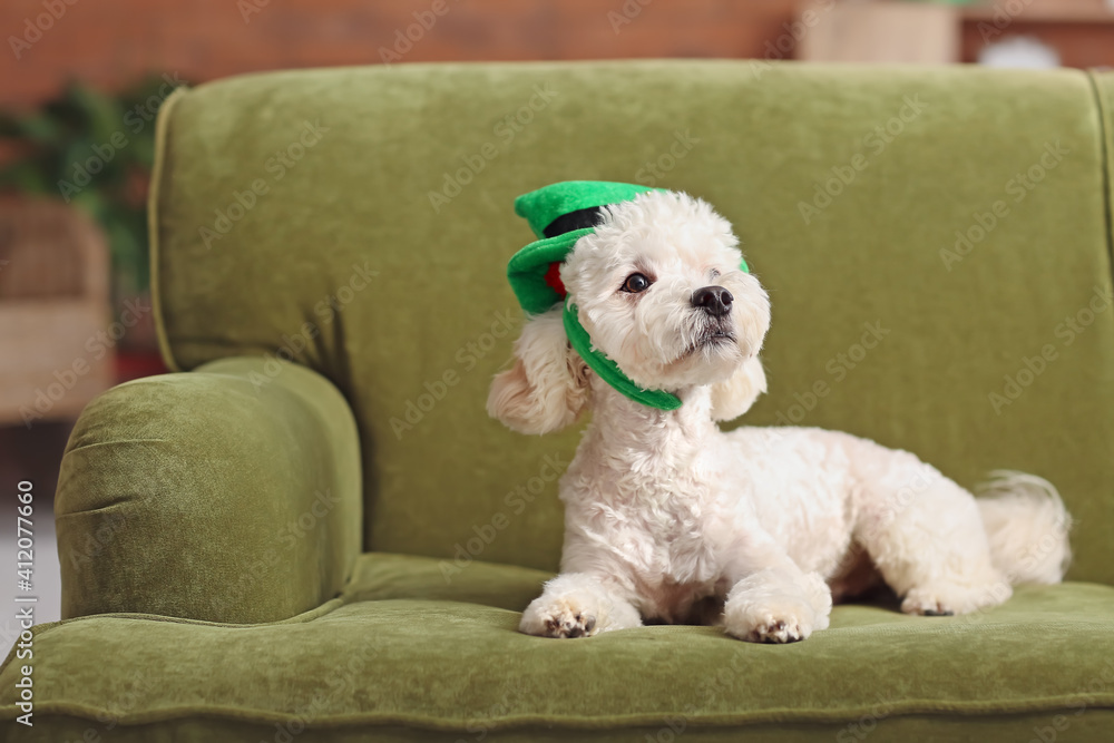 Cute dog with green hat at home. St. Patrick's Day celebration Cute dog with green hat at home. St. Patrick's Day celebration