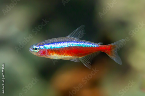Fotografia Cardinal tetra - Paracheirodon axelrodi