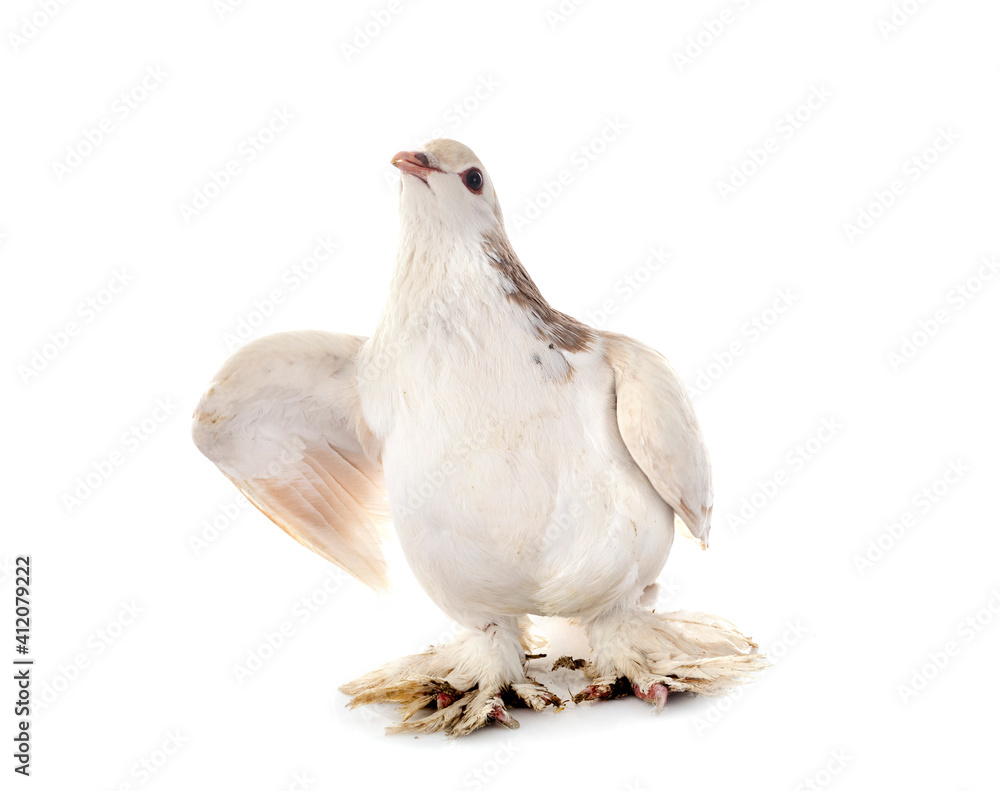 Fototapeta premium Lahore pigeon in studio