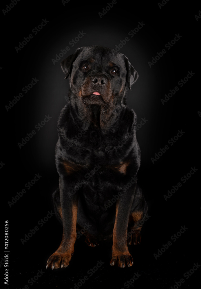 rottweiler in studio rottweiler in studio
