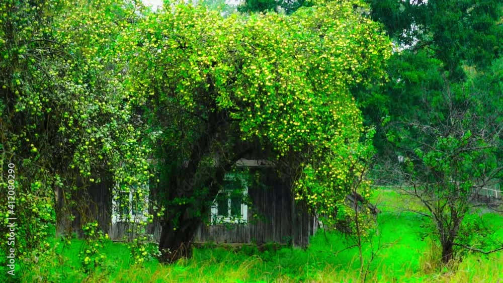 abandoned wooden house with apple trees in the rain
abandoned wooden house with apple trees in the rain